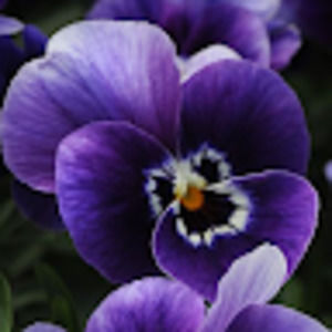 Meet your Posher, Talin